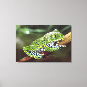 Großaugen-Waldlaubfrosch, Leptopelis vermiculatus, Leinwanddruck