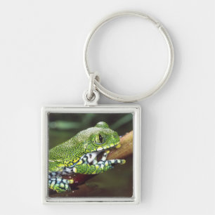 Großaugen-Waldlaubfrosch, Leptopelis vermiculatus, Schlüsselanhänger