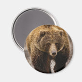 Großbär Magnet (Vorderseite/Rückseite)