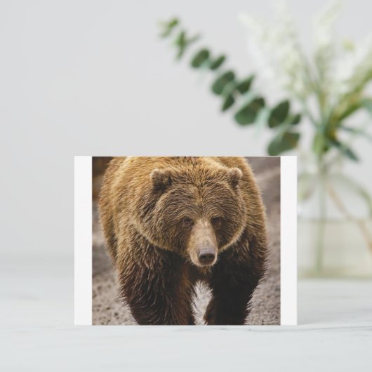 Großbär Postkarte (Stehend Vorderseite)