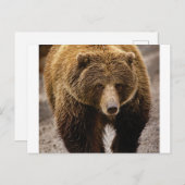 Großbär Postkarte (Vorne/Hinten)