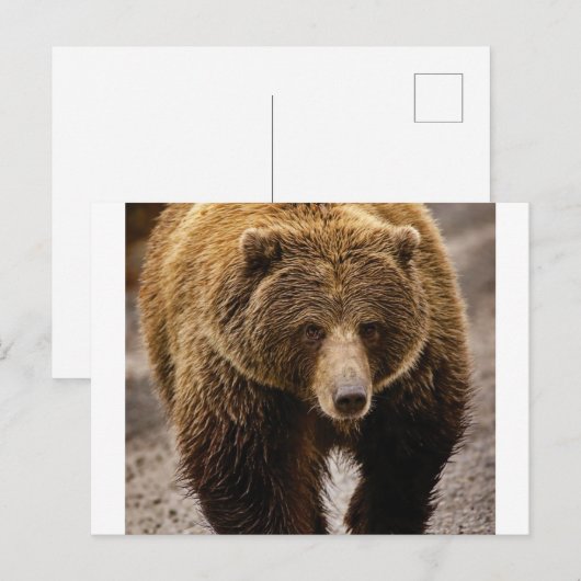 Großbär Postkarte (Vorne/Hinten)