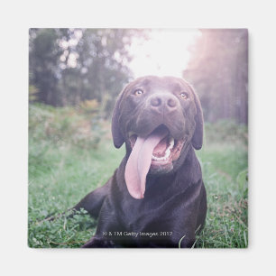 Großbritannien, England, Suffolk, Thetford Wald, Magnet