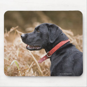 Großbritannien, England, Suffolk, Thetford Wald, Mousepad