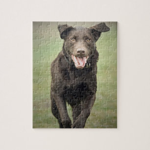 Großbritannien, England, Suffolk, Thetford Wald, Puzzle