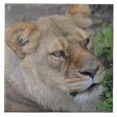 Große (6" x 6") Keramik Foto Tile Fliese (Vorderseite)