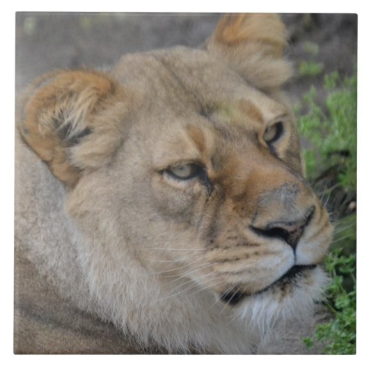 Große (6" x 6") Keramik Foto Tile Fliese (Vorderseite)