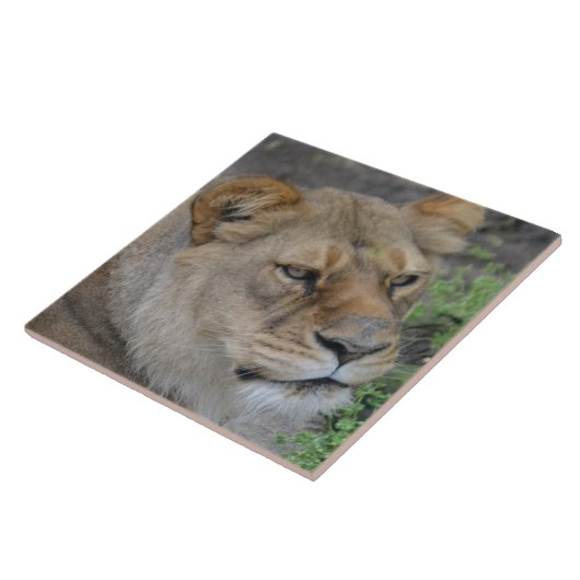 Große (6" x 6") Keramik Foto Tile Fliese (Seite)