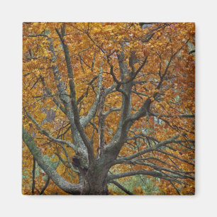Große Ahornbaum im Herbst, Bass Lake, in der Nähe Magnet