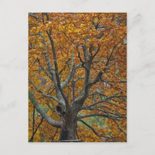 Große Ahornbaum im Herbst, Bass Lake, in der Nähe Postkarte