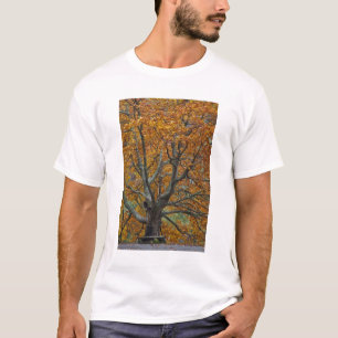 Große Ahornbaum im Herbst, Bass Lake, in der Nähe T-Shirt
