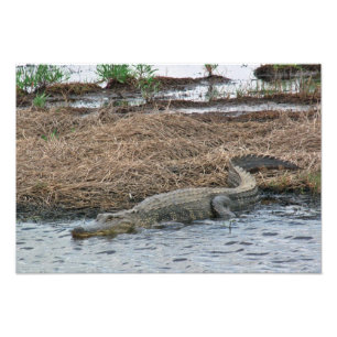 große AlligatorFoto-Erweiterung Fotodruck