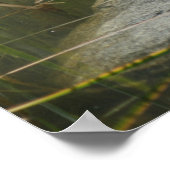 Große Alte Bullfrogteiche Natur Poster (Ecke)