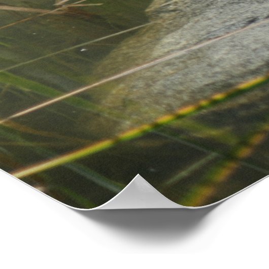 Große Alte Bullfrogteiche Natur Poster (Ecke)