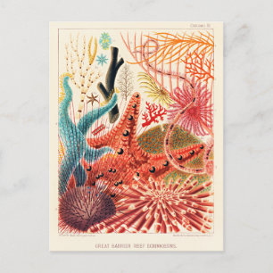 Große-Barriere-Riff-Echinodermen Postkarte