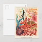 Große-Barriere-Riff-Echinodermen Postkarte (Vorne/Hinten)