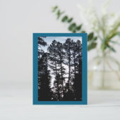 Große Bäume im CO Berg Postkarte (Stehend Vorderseite)