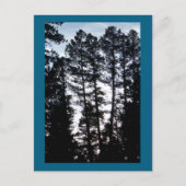 Große Bäume im CO Berg Postkarte (Vorderseite)