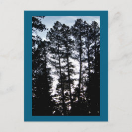 Große Bäume im CO Berg Postkarte