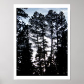 Große Bäume im Colorado Mountains Poster (Vorne)