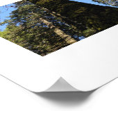 Große Bäume im Yosemite-Tal - Farbfotografie Poster (Ecke)