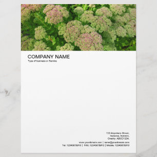 Große Bildkopie - Sedum Herbstfreude Briefkopf
