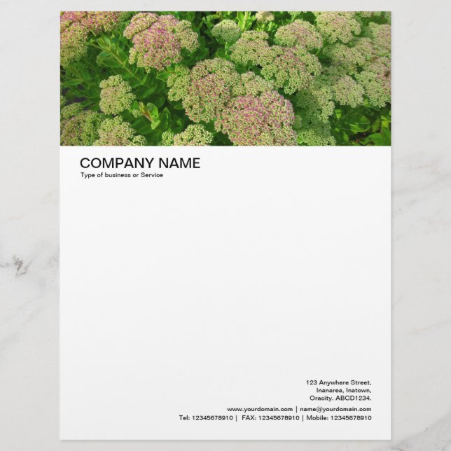 Große Bildkopie - Sedum Herbstfreude Briefkopf (Vorderseite)