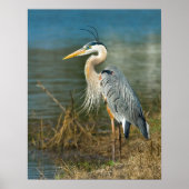 Große blaue Heron am Teich Print Poster (Vorne)