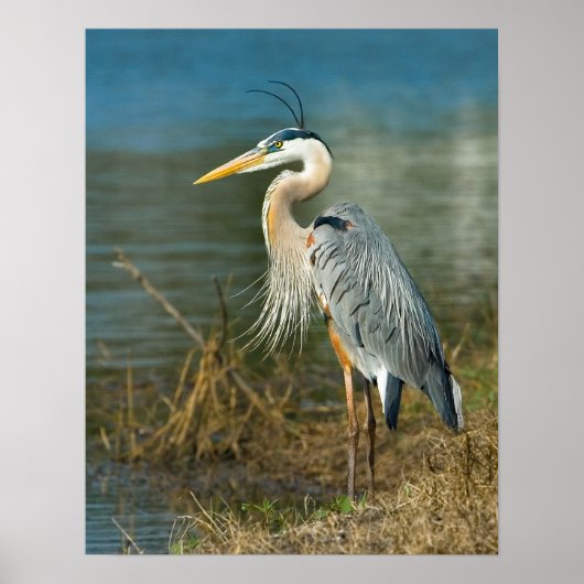 Große blaue Heron am Teich Print Poster (Vorne)