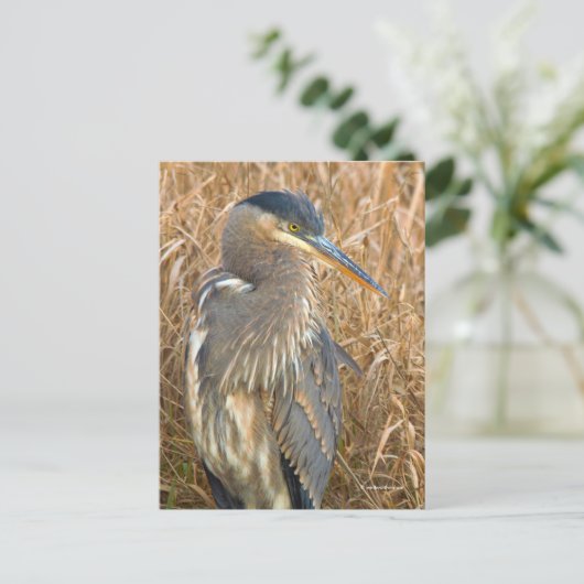Große Blaue Heron im Feld der goldenen Schildkröte Postkarte (Stehend Vorderseite)
