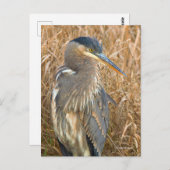 Große Blaue Heron im Feld der goldenen Schildkröte Postkarte (Vorne/Hinten)
