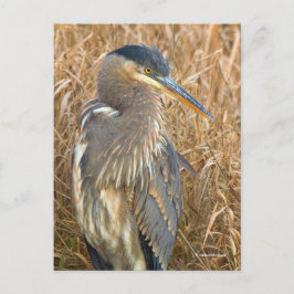 Große Blaue Heron im Feld der goldenen Schildkröte Postkarte