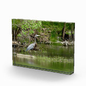 Große Blaue Heron Tennessee Flussufer Natur Fotoblock (Rechts)