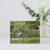 Große Blaue Heron Tennessee Flussufer Natur Postkarte (Stehend Vorderseite)