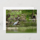 Große Blaue Heron Tennessee Flussufer Natur Postkarte (Vorne/Hinten)