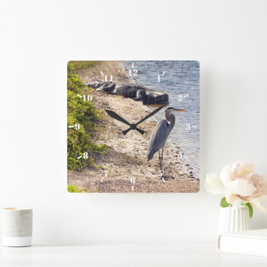 Große blaue Heron und Alligator am See Quadratische Wanduhr (Zuhause)