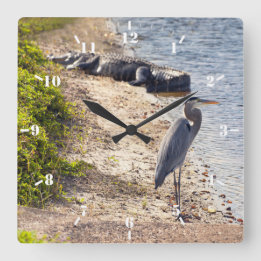Große blaue Heron und Alligator am See Quadratische Wanduhr