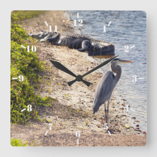 Große blaue Heron und Alligator am See Quadratische Wanduhr