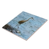 Große Blaue Herone Stehend im Wasser Fliese (Seite)