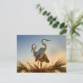 Große Blauhelden bei Sonnenaufgang Postkarte (Stehend Vorderseite)