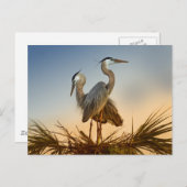 Große Blauhelden bei Sonnenaufgang Postkarte (Vorne/Hinten)