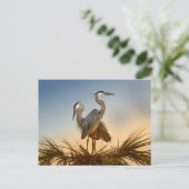 Große Blauhelden bei Sonnenaufgang Postkarte (Stehend Vorderseite)