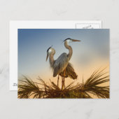 Große Blauhelden bei Sonnenaufgang Postkarte (Vorne/Hinten)