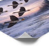 Große Blessgänse im Winter – Poster (Ecke)
