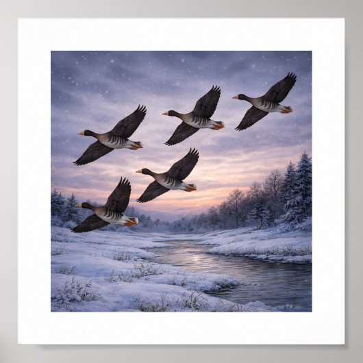 Große Blessgänse im Winter – Poster (Vorne)