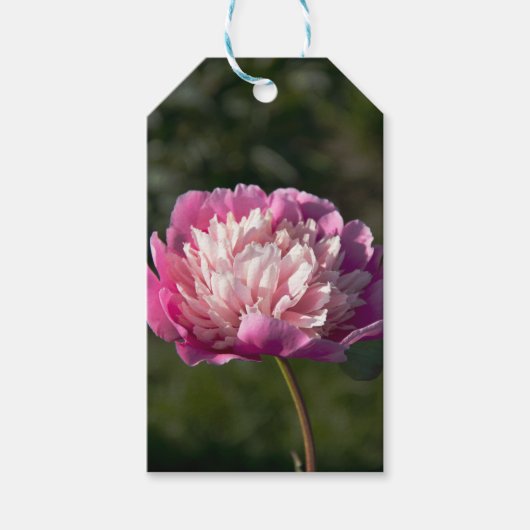 Große Blume aus rosafarbenem Pinien am Frühlingsta Geschenkanhänger (Vorderseite)