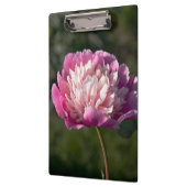 Große Blume aus rosafarbenem Pinien am Frühlingsta Klemmbrett (Links)