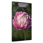 Große Blume aus rosafarbenem Pinien am Frühlingsta Klemmbrett (Rechts)