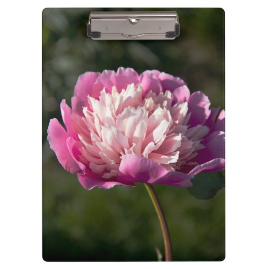 Große Blume aus rosafarbenem Pinien am Frühlingsta Klemmbrett (Vorderseite)