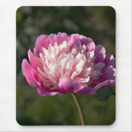 Große Blume aus rosafarbenem Pinien am Frühlingsta Mousepad